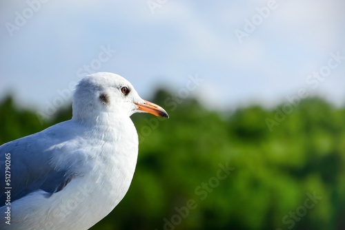 seagull on the beach © Siri.P
