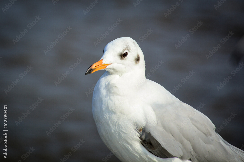 close up of a seagull