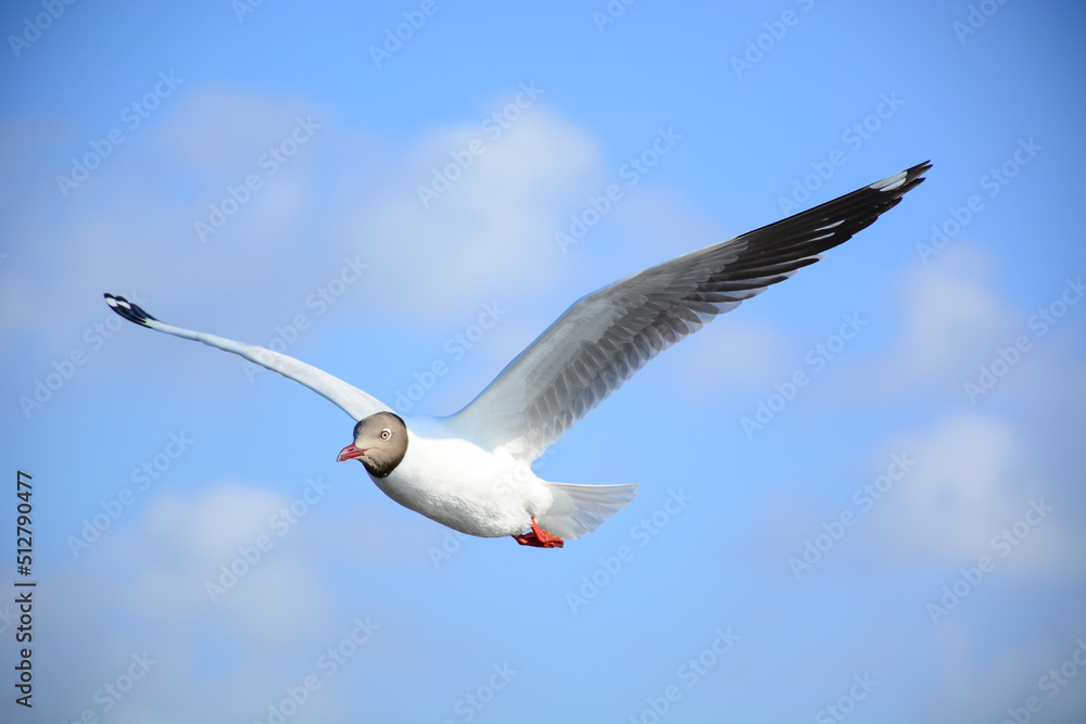 Fototapeta premium seagull in flight