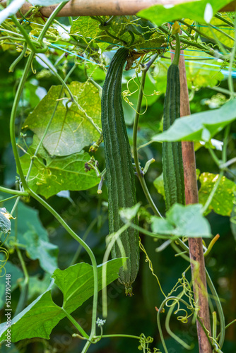 Close-up of loofah grown in a melon stand on a farm