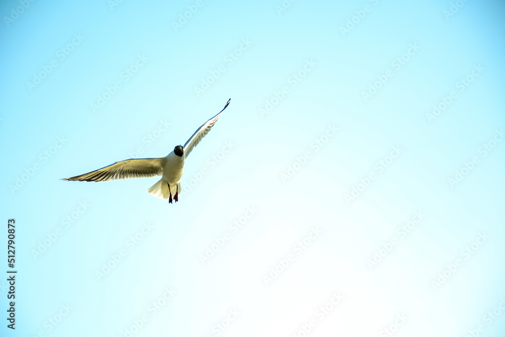 Fototapeta premium seagull in flight