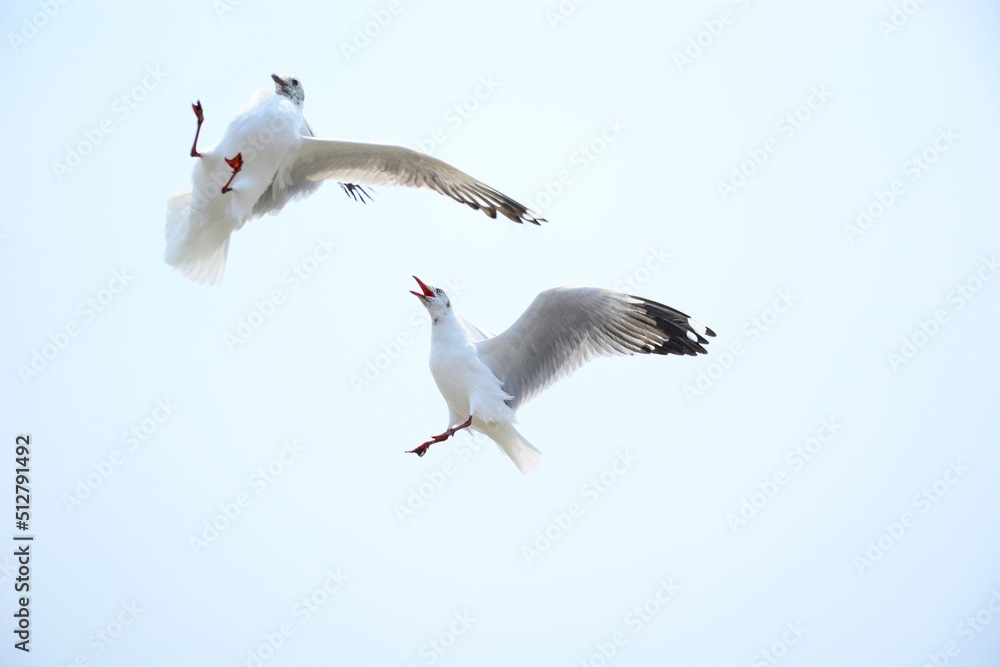 Fototapeta premium seagull in flight