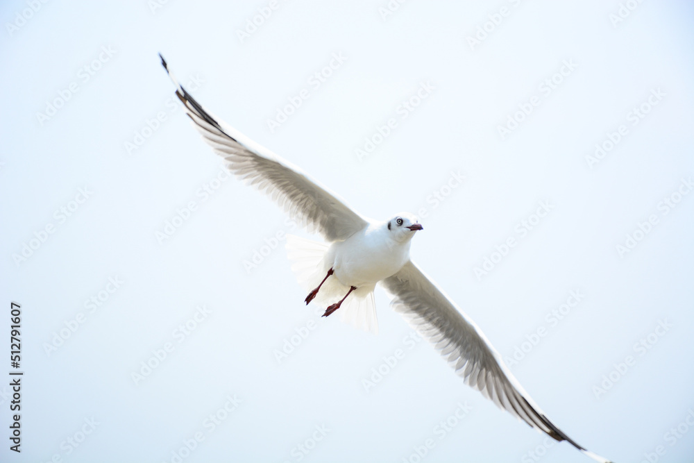 seagull in flight seagull in flight