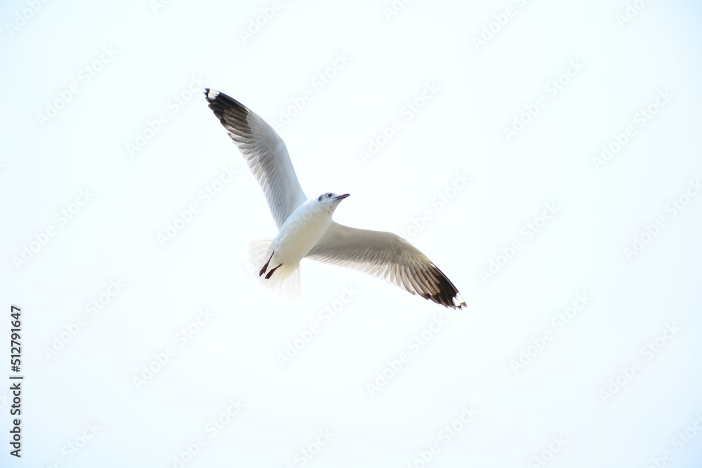 Obraz premium seagull in flight