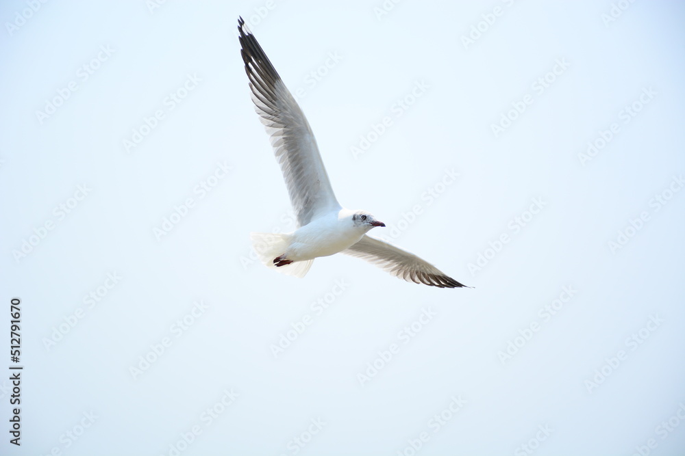 Fototapeta premium seagull in flight