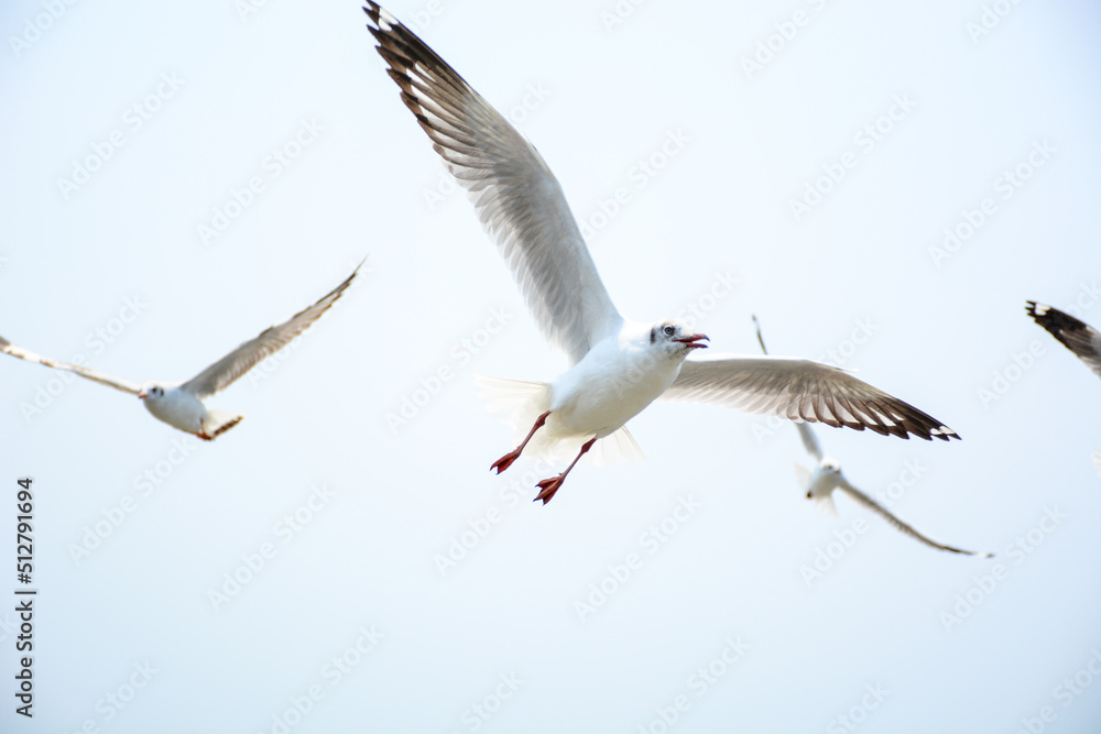 Fototapeta premium seagull in flight