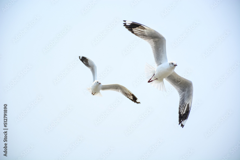 Obraz premium seagull in flight