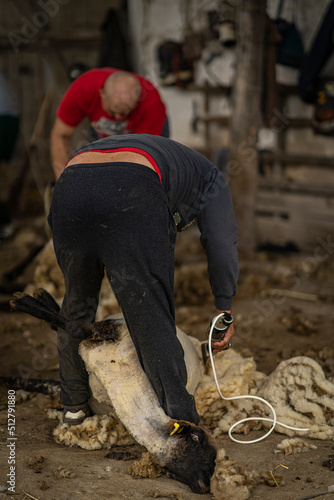 sheep shearing