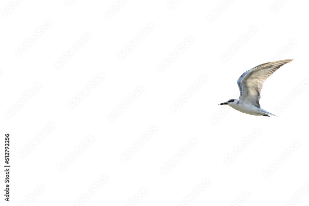 Fototapeta premium seagull in flight