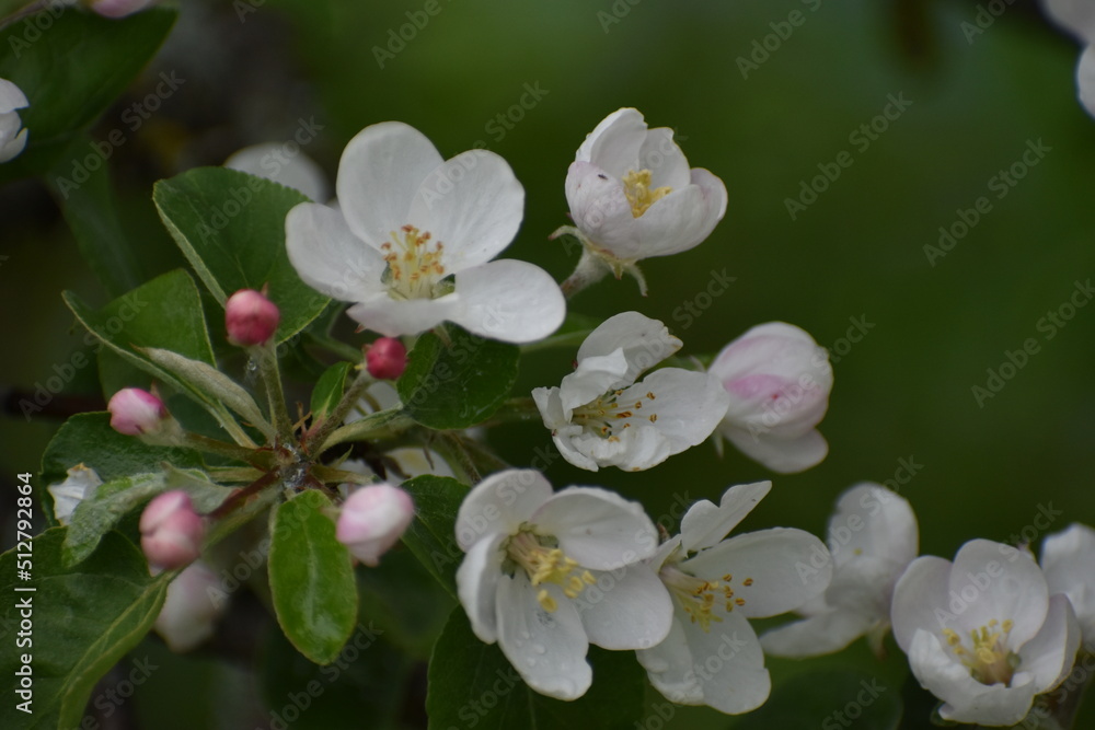 An apple tree in blossom in spring, Sainte-Apolline, Québec, Canada An apple tree in blossom in spring, Sainte-Apolline, Québec, Canada