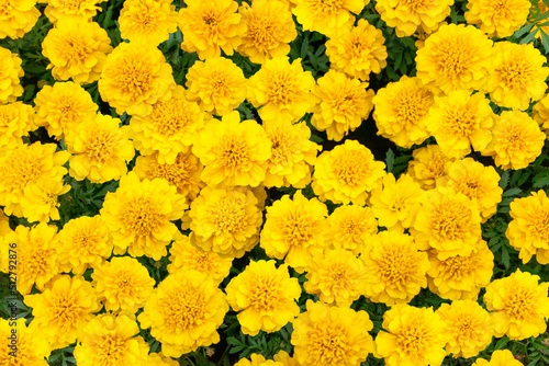 真上から見た夏の花 黄色のマリーゴールドが満開の花壇