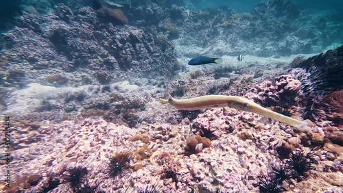 A cinematic video of beautiful puffer guinea fowl puffer fish underwater.  photo