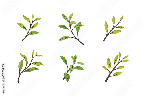 Set of green branches with leaves. Flat vector illustration.