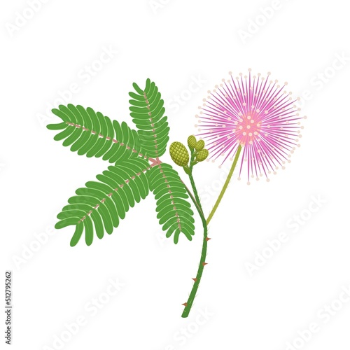 Vector illustration of sensitive plant or Mimosa pudica, isolated on white background. photo