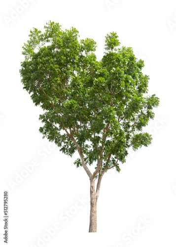 Single Tree isolated on white background  With Clipping path.