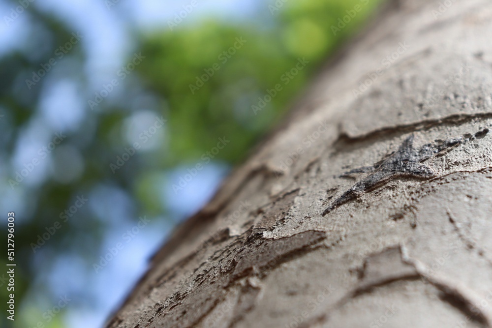 close up of a black star written on a tree close up of a black star written on a tree