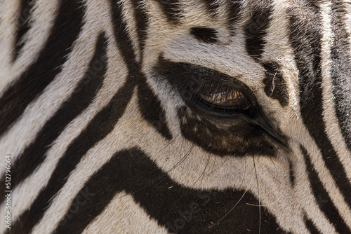 Close up of the eye of a Zebra