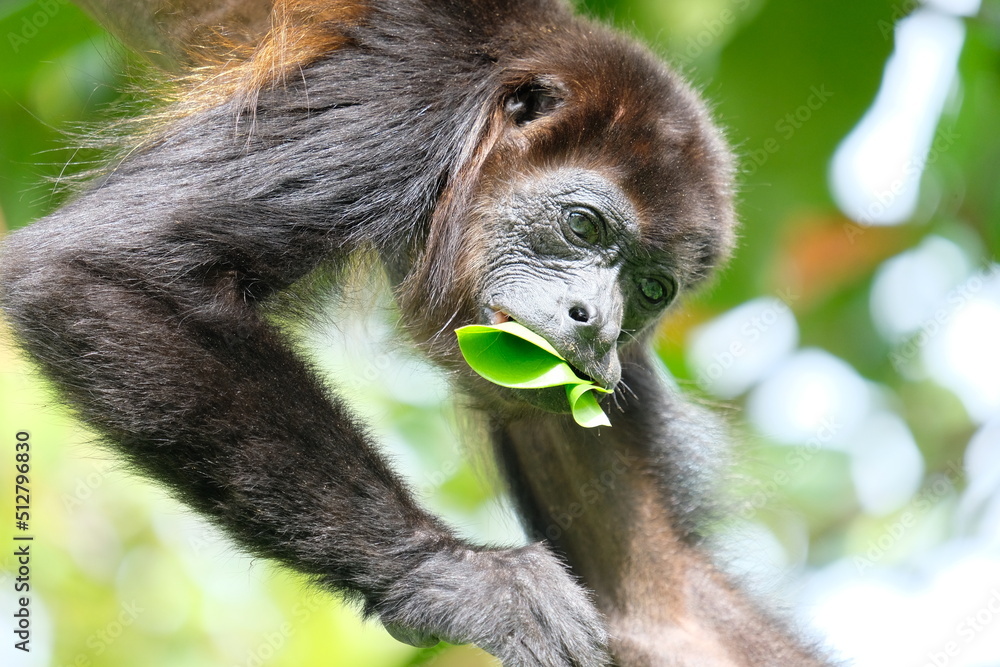 Naklejka premium Costa Rica_Brüllaffe