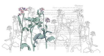 Fototapete Eine Linie Botanische Blume abstrakte Linienzeichnung Kunst  © FireFLYart