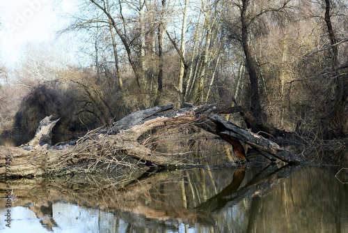 Foto Fallen dry, burnt snag into the river