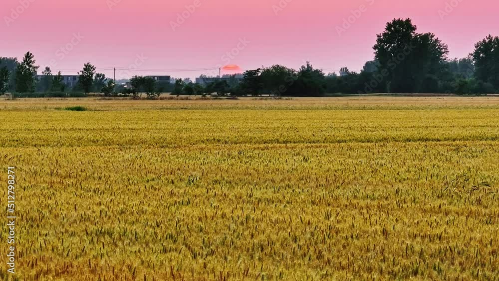 Ripe wheat field nature scenery in summer field. Agricultural scene at sunset. Wheat fields ready to be harvested. Ripe wheat field nature scenery in summer field. Agricultural scene at sunset. Wheat fields ready to be harvested.