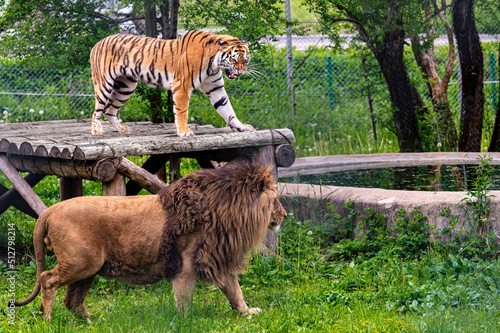 Fényképezés tiger and lion