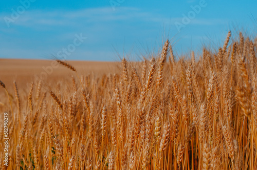 Close-up of wheat field at summer