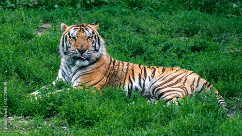 Powerful and ferocious Siberian tiger