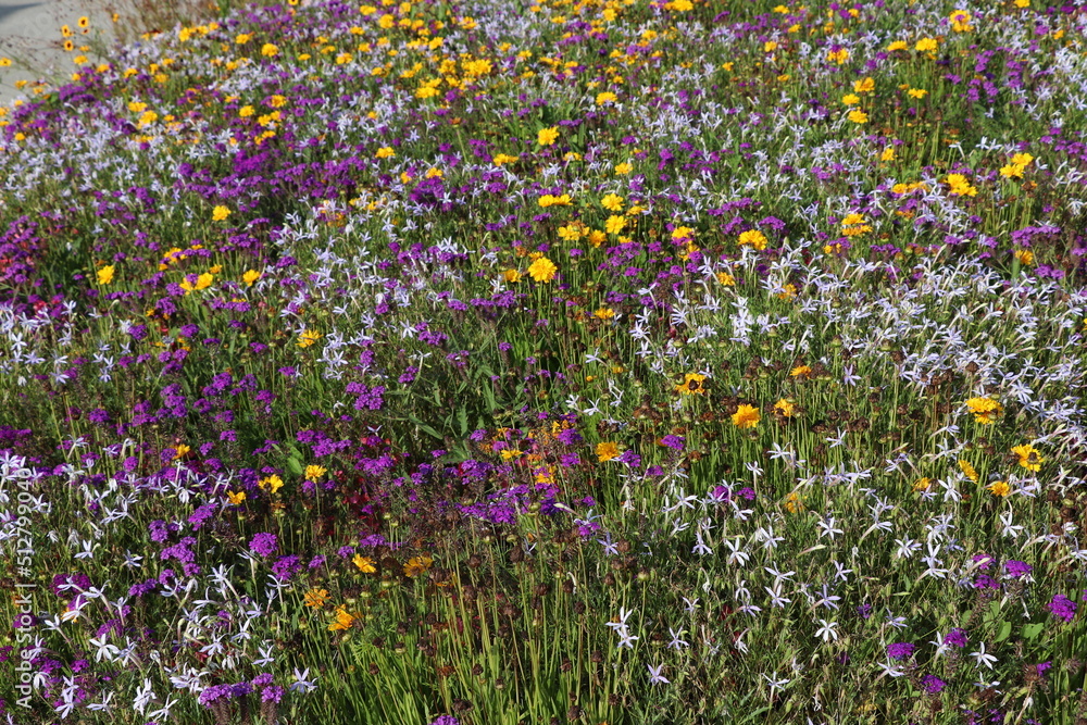 field of flowers