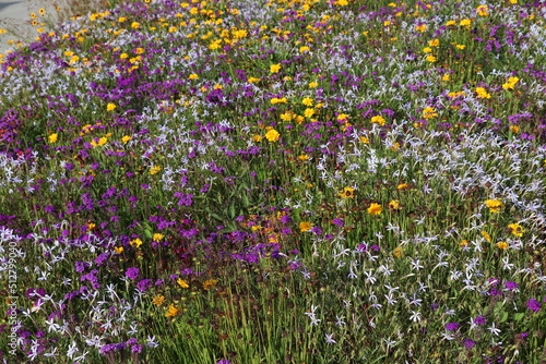 Fototapeta Naklejka Na Ścianę i Meble -  field of flowers