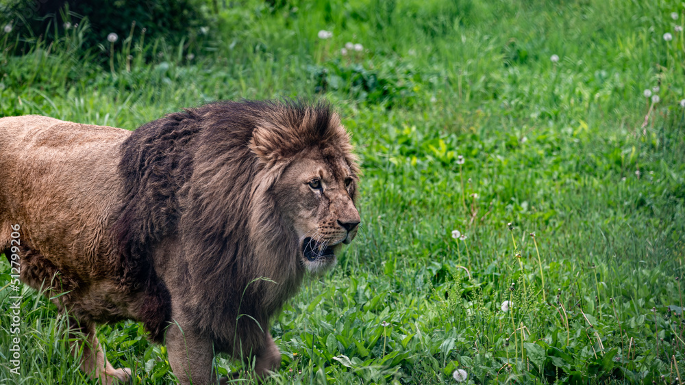 mighty fierce lion mighty fierce lion