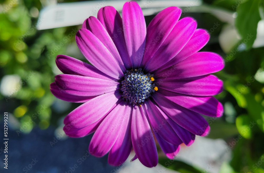 close up of pink and purple daisy close up of pink and purple daisy