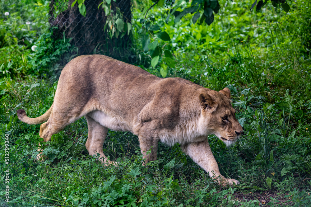 Naklejka premium mighty fierce lion