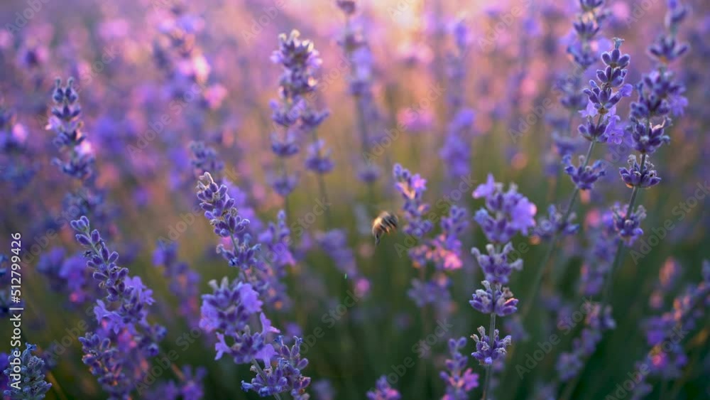 Bee looking for nectar of lavender flower. Lavender field in sunlight. Close-up Bee looking for nectar of lavender flower. Lavender field in sunlight. Close-up