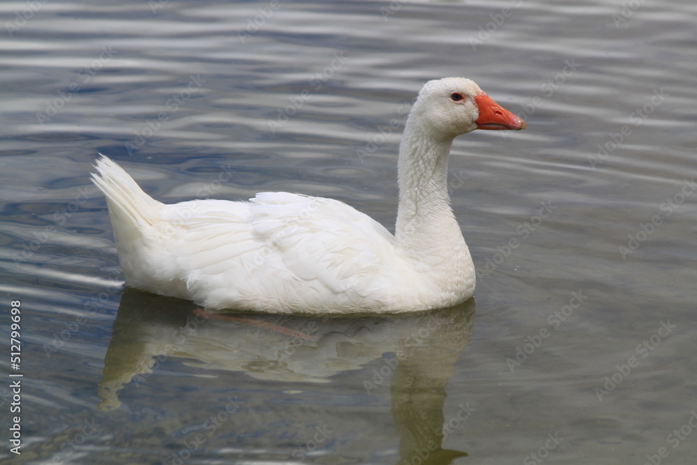 Fototapeta premium Oca