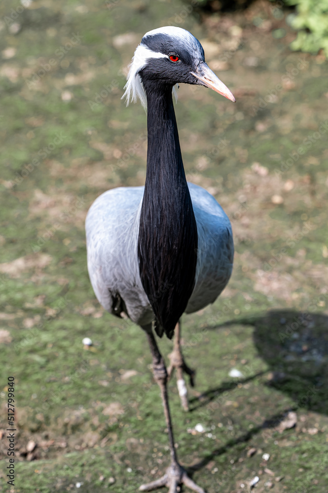 Naklejka premium A beautiful Anthropoides virgo