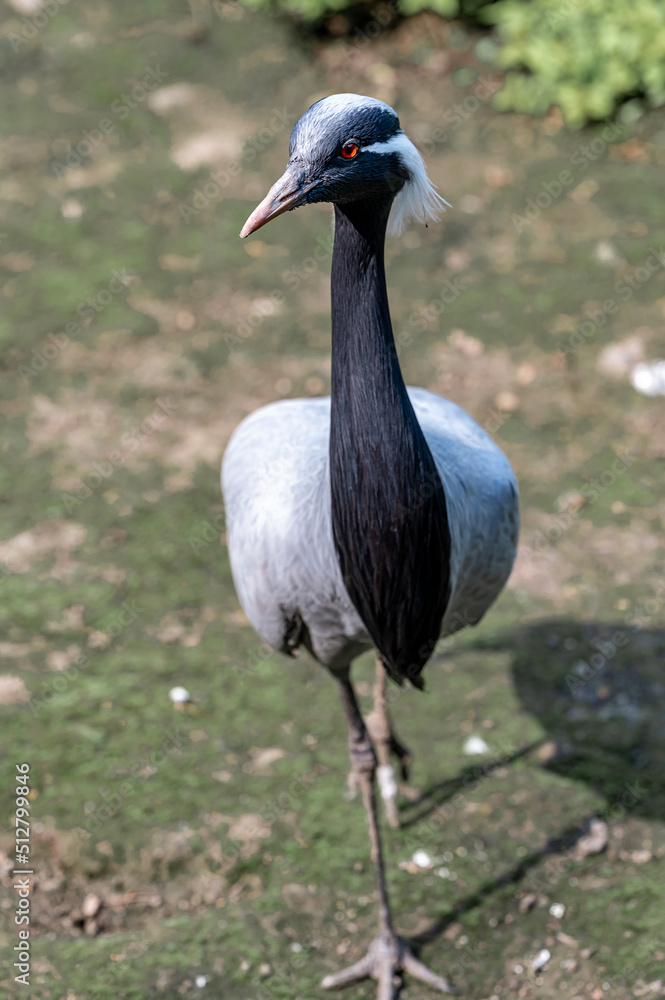 Fototapeta premium A beautiful Anthropoides virgo