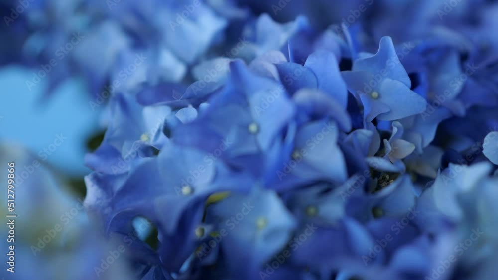 Beautiful blue hydrangea or Hortensia flower, closeup view Beautiful blue hydrangea or Hortensia flower, closeup view