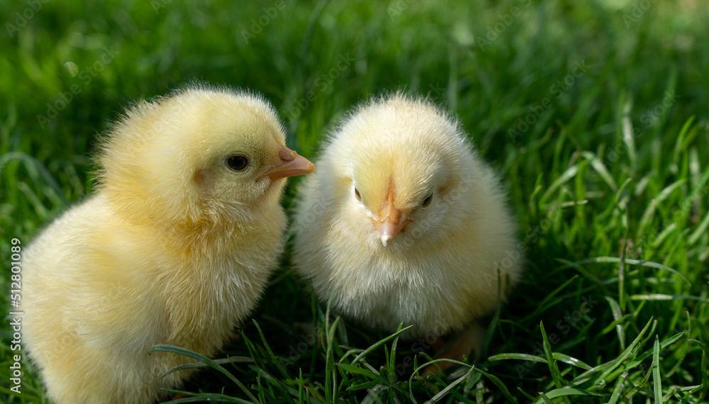 Fototapeta premium Small newborn chicks stands on green grass. Spring mood. Background for an Easter greeting or a postcard
