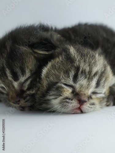 kitten sleeping © harto