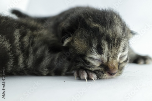 kitten sleeping © harto