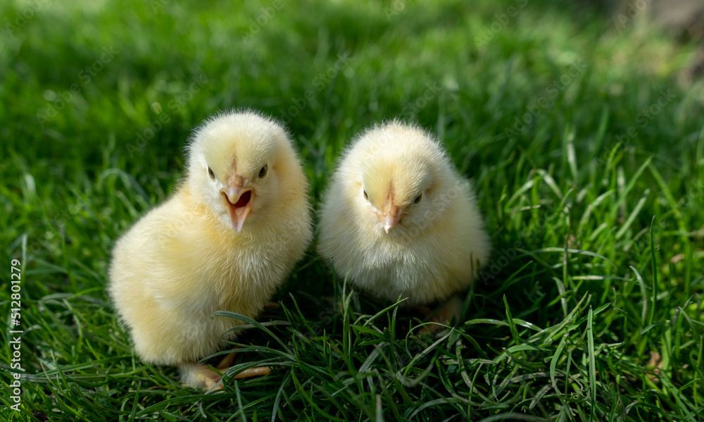 Small newborn chicks stands on green grass. Spring mood. Background for an Easter greeting or a postcard