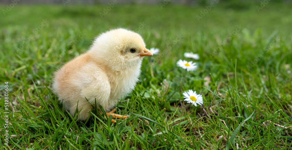 Small newborn chick stands on green grass next to white flowers. Spring mood. Background for an Easter greeting or a postcard