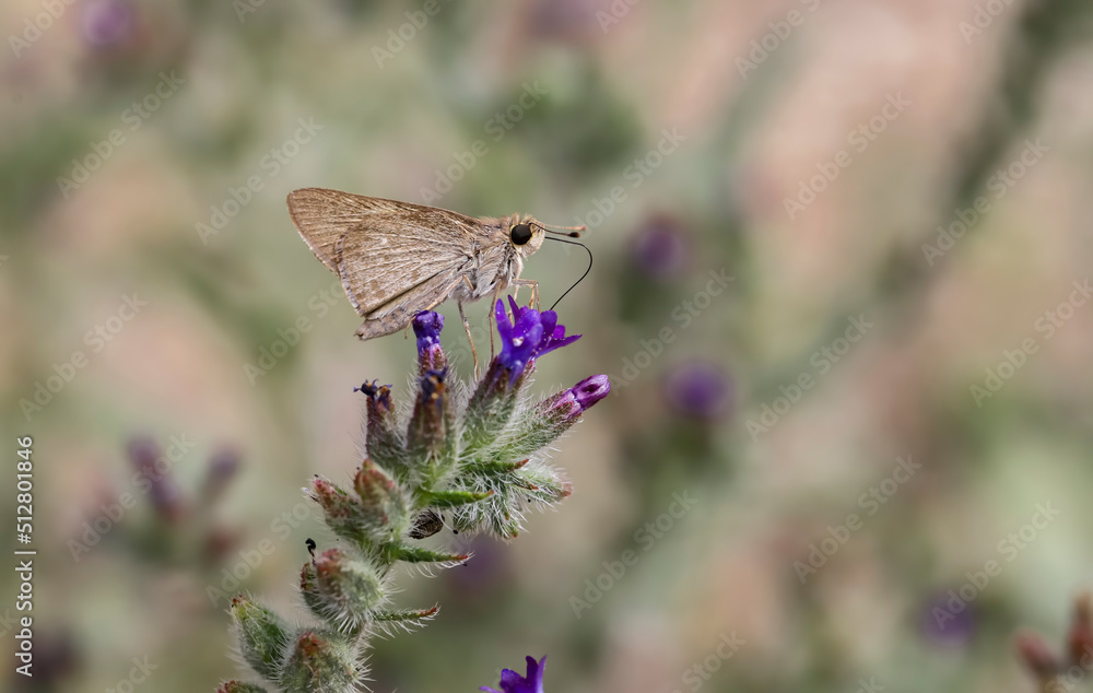Fototapeta premium White Freckled Black Hobnail Butterfly (Pelopidas thrax) on a flower