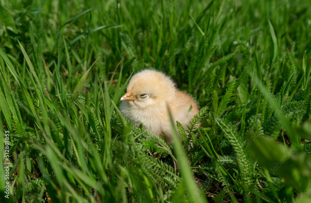Little yellow newborn chick sleeps in green grass. Spring mood. Background for an Easter greeting or a postcard