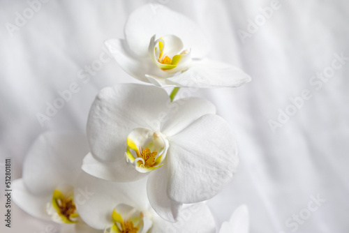 The branch of white orchids on white fabric background 