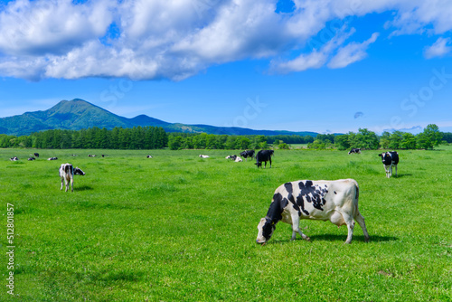 Hokkaido Musadake and grazing dairy scenery