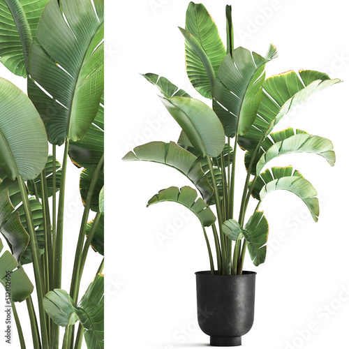 Fotografie Strelitzia palm in a loft pot for the interior