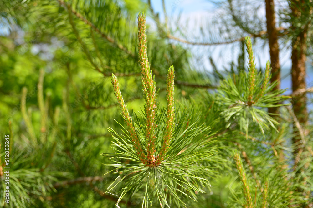 branch of pine tree in the forest, close-up
