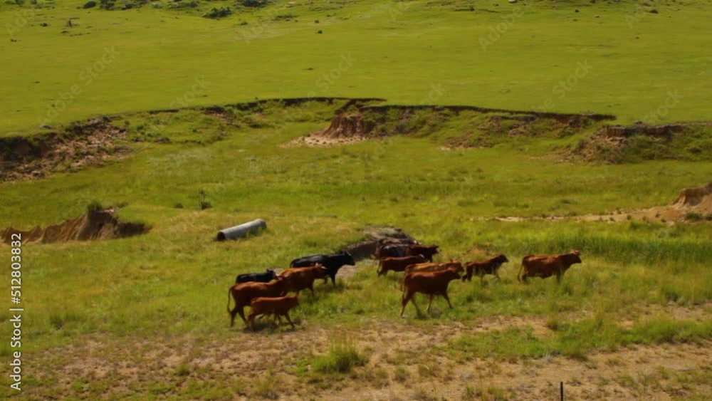 Cows grazing in large grasslands Cows grazing in large grasslands